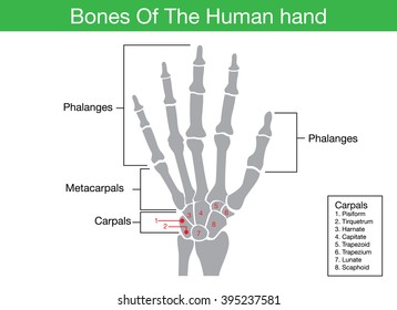 Components description of human hand bone in illustration for work with medical content.