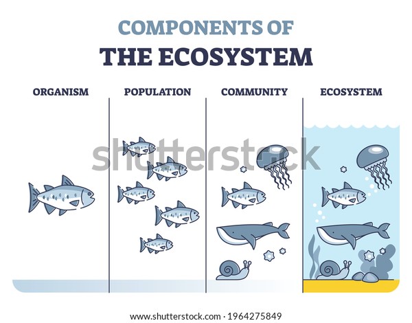 Components of environmental ecosystem with\
organism, population or community outline diagram. Educational\
labeled biology classification levels as living organisms division\
system vector\
illustration.