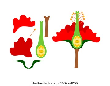 Components of flowers or the structure of flowers on a white background, vector illustration