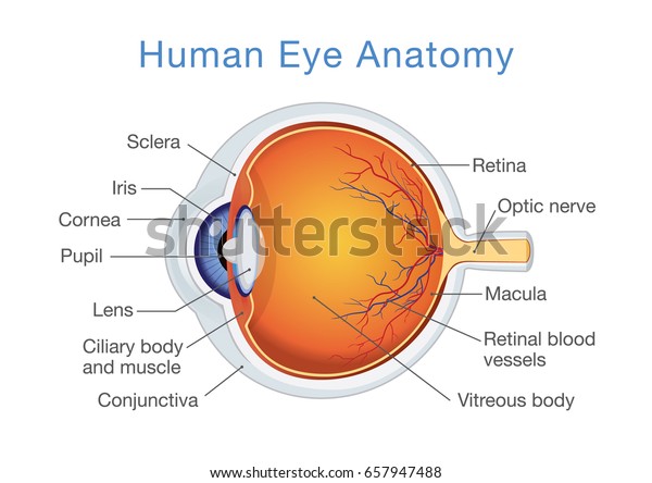 Components Human Eye Illustration About Anatomy Stock Vector Royalty Free