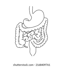 Components of the human intestine. Human digestive system vector illustration. Outline illustration for medical apps and websites. Vector Stock illustration.