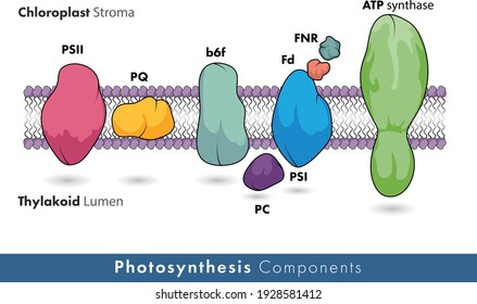 components of Photosynthesis showing plasma membrane and all photosystem complexes like atp synthase showing the photo systems molecular mechanism vector illustration 