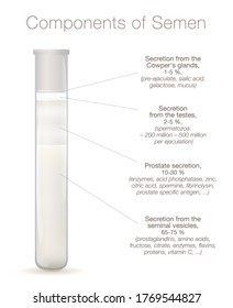 Componentes de la infografía de semen. Secreciones de testículos, próstata, vesículas seminales y glándulas de vaqueros en un tubo de ensayo. Gráfico con elementos espermáticos, como enzimas, esperma, proteínas, espermatozoa.

