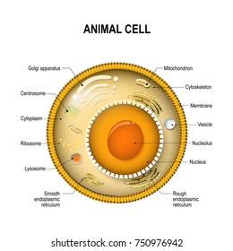 Components of a typical cell. cross section with all organelles: Nucleolus and Nucleus, Ribosome, Vesicle, Rough and Smooth endoplasmic reticulum, Golgi apparatus, Cytoskeleton,  mitochondrion