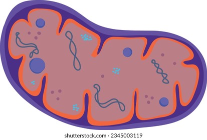 Components of a typical mitochondrion. Mitochondria are the powerhouses of the cell.