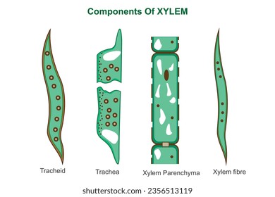 Components of xylem. Biological education.