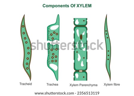 Components of xylem. Biological education.
