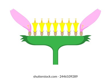 Composite Inflorescence Capitulum (Head). Diagram.