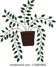 Composite plant in a pot or vase. Home garden. Color flat vector illustration. Cartoon isolated on a white background.
