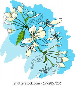 Composition of Apple blossoms on a bright blue background
