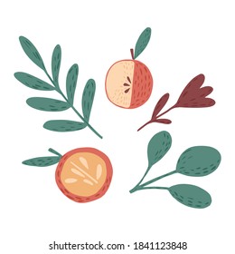 Composition from apples , twigs and flower on white background. Scandinavian botanical sketch hand drawn in style doodle vector illustration.