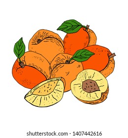 Composition of Apricots Isolated on white background. Vector hand drawn  illustration.  Design element for logo, label, emblem, sign, poster, menu, t shirt
