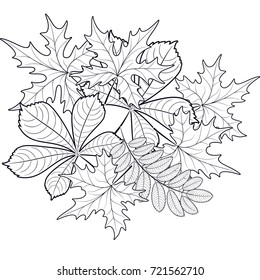 composition of autumn leaves