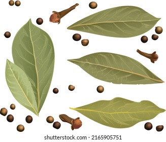 Composition of bay leaf and black, red and white pepper peas. on a white background.  Realistic vector drawing stylization svg