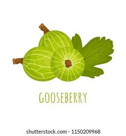 Composition of berries of gooseberry. Vector. A whole gooseberry still life.