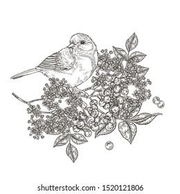 Composition with bird and flowers. Beautiful bird sitting on branch of elder. Titmouse and elderflowers hand drawn. Vector illustration vintage. Engraving style.