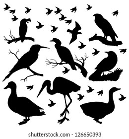 composition birds silhouettes