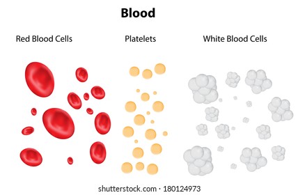 Composition of blood diagram