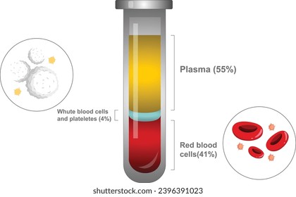 Composition of blood. Plasma, red blood cells, white blood cells and platelets. Test tube for education. Chemical glass in realistic style. Medical laboratory.