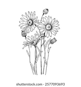 Composition with blooming wildflower daisy, chamomile blooms and buds. Vector illustration. Sketch painted by black inks. Black line on white isolated background. For clip art card logo package