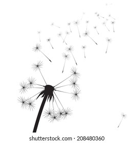 Composition of blowing dandelion on a black background. Vector outline illustration