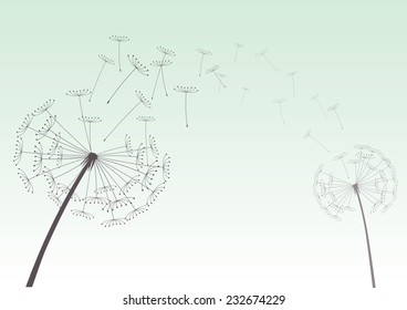 Composition of blowing dandelion on a green background. Vector outline illustration