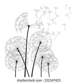 Composition of blowing dandelion on a white background. Vector outline illustration