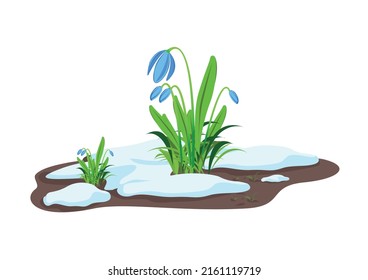 Composition of blue snowdrops, fine grass and melting snow. Hello Spring. Vector illustration isolated on white background.