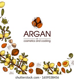 Composition with branch argan tree with fruits, nuts argans, leaves and accessories Detailed hand-drawn sketches, vector botanical illustration.