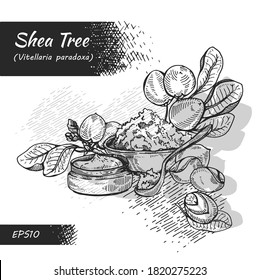 Composition with branch Shea tree with fruits, nuts, leaves and Shea butter. Detailed hand-drawn sketches, vector botanical illustration. For cosmetics, medicine, aromatherapy.