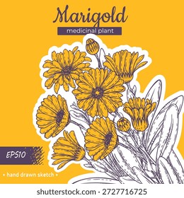 La Caléndula officinalis o caléndula común es una planta medicinal y culinaria. Boceto dibujado a mano. Ilustración vectorial
