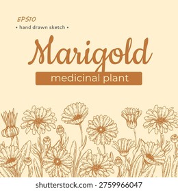 Composition of Calendula officinalis or common marigold is a medicinal and culinary plant. Hand drawn sketch. Vector illustration