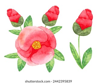 Composition of camellia japonica with red double flowers and leaves. Botanical watercolor illustration. Simple stylized style. Hand drawn art. Set of elements for cards, invitations. Vector.