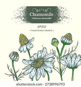Composition of camomile for tea, image of plant elements, stem with flowers, buds and leaves, hand-drawn graphics with strokes, for packaging, advertising and design. Vector illustration