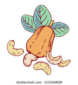 Composition with cashew nuts, fruit and leaves. Hand drawn outline vector sketch illustration. Color on white background