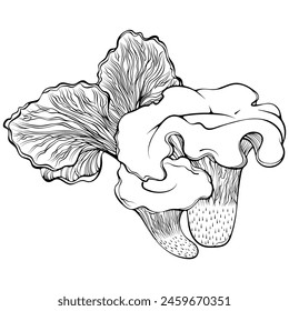 Composition of chanterelle mushrooms. Forest autumn edible mushroom family. Vector illustration in hand drawn sketch doodle style. Line art graphic isolated on white. Design for coloring book, print