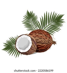 Composition coconut fruit, whole and half with foliage, isolated on a white background.Vector illustration for textiles,cosmetics designs,food.