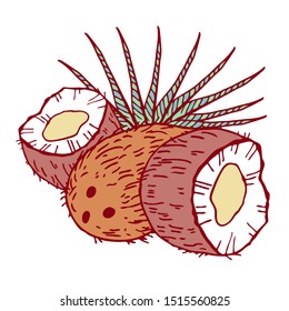 Composition with coconuts and leaves. Hand drawn outline vector sketch illustration. Color on white background