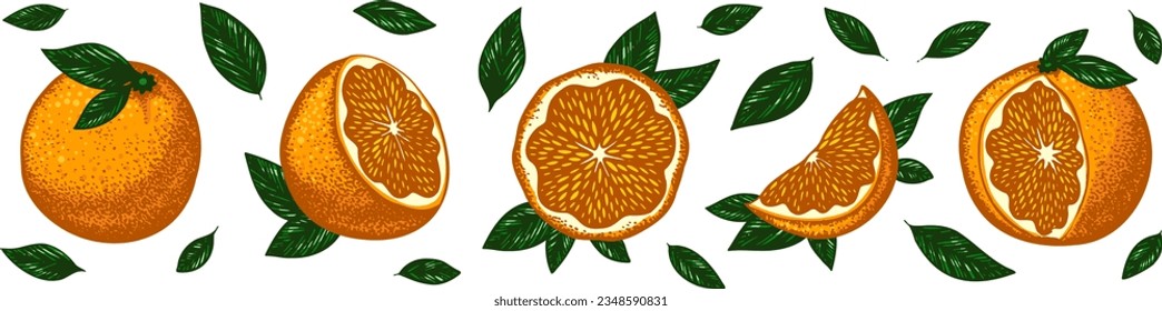 Composition of colored exotic oranges and green leaves. Vector collection of objects isolated on a white background