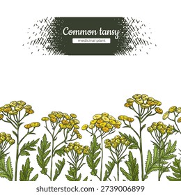 Composition of Common tansy plants, medicinal plant, sketch of stem with leaves and flowers. Vector illustration