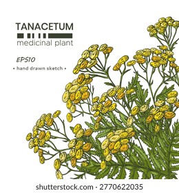 Composition of Common tansy plants, medicinal plant, sketch of stem with leaves and flowers. Vector illustration