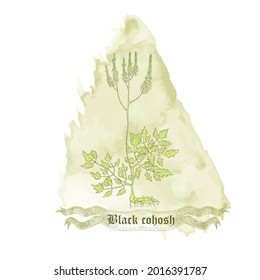 Composition with Contoured Actaea racemosa , filled with Green color. Fairy Candle placed on the Watercolor Spot. Hand drawn vintage ribbon with the title.