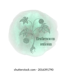 Composition with Dark Contour Eleutherococcus senticosus, filled with turquoise blue color. Siberian ginseng placed on the Watercolor Spot isolated on white background