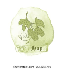 Composition with Dark Contour Humulus lupulus, filled with green color. Common hop branch placed on the Watercolor Spot. Hand drawn vintage ribbon with the title.