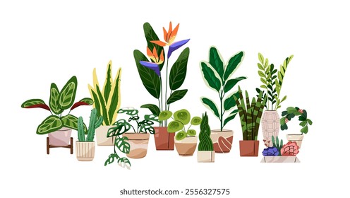 Composition of different houseplants. Green plants with leaves growing in pots. Home flowers in flowerpots. Bird of paradise, monstera, succulent. Flat isolated vector illustration on white background