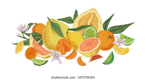 Composition of different tropical citrus fruits. Fresh juicy orange, lemon, bergamot, grapefruit, lime, mandarin, tangerine and pomelo. Colored vector illustration isolated on white background.