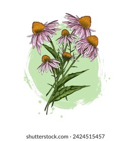 Composition of echinacea flowers. Hand drawn vector illustration with detailed flowers and leaves on a round green background for design elements in cosmetology and folk medicine.