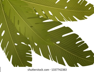 Composition of exotic palm banana leaves on a white background. Vector summer illustration for your design.