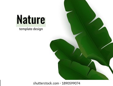 Composition of exotic palm banana leaves on a white background. Botanical vector illustration for advertising.