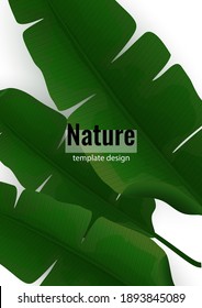 Composition of exotic palm banana leaves on a white background. Botanical vector illustration for advertising.